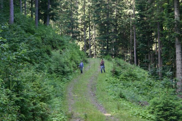 A lovit cu un lanț mașina unui pădurar și l-a amenințat pentru că i s-a cerut să plece din pădure