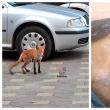 Anchetă a poliției la Vatra Dornei, după ce un pui de vulpe coborât în stațiune a ajuns ...