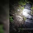 Polițiștii de frontieră au confiscat la Ulma țigări de contrabandă de peste 64.000 de lei