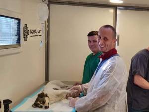 Echipa medicului veterinar Cornel Stoenescu, de la Asociația Nomad Vet București