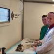 Campanie gratuită de sterilizare a câinilor, la Ipotești