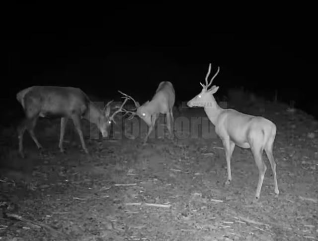 Confruntare între doi cerbi tineri la Brosteni