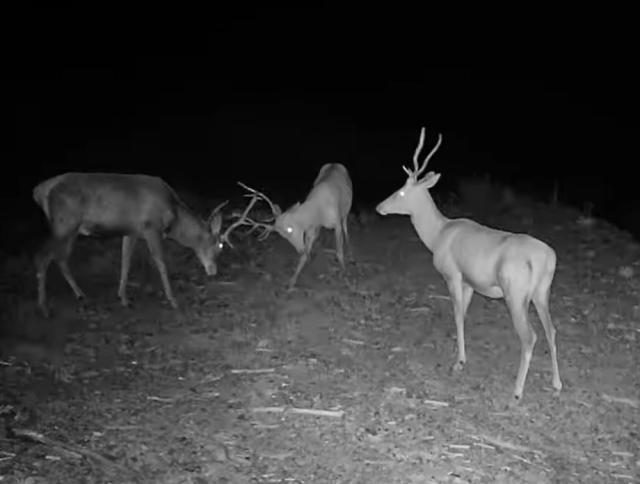 Confruntare între doi cerbi tineri, surprinsă într-o filmare la Broșteni