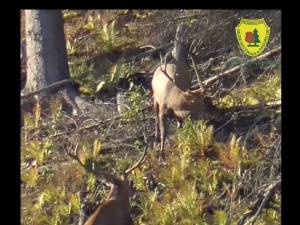 Spectaculoasă înfruntare între doi cerbi, în perioada boncănitului, filmată în pădurile Sucevei