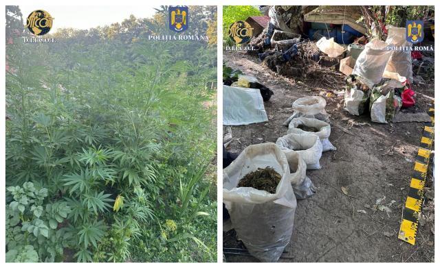 De la bărbat au fost ridicate 12-14 kilograme plante de canabis, plus cele 1.000 de plante care erau încă în teren