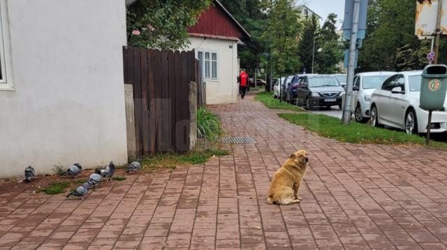 Câinele care atacă oamenii