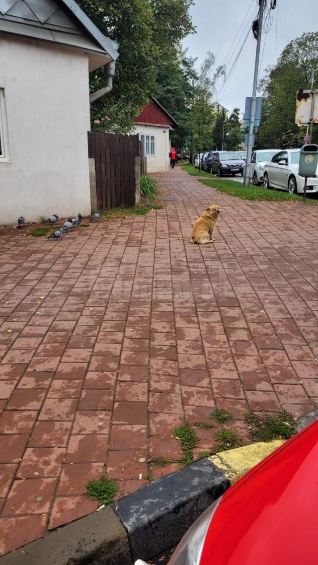 Câinele care atacă oamenii