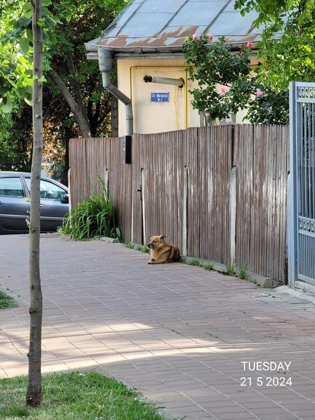 Câinele şi zona în care atacă