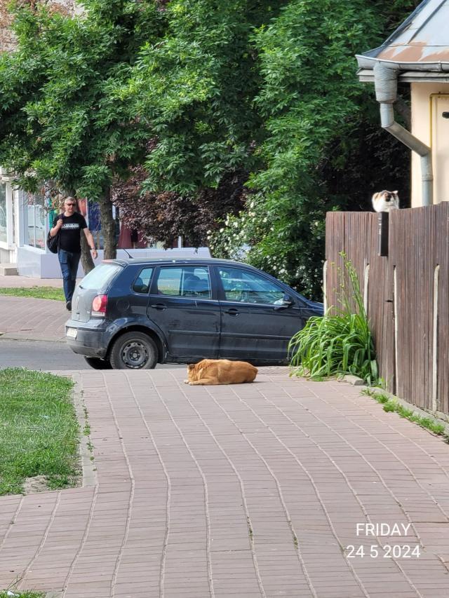 Un câine agresiv a mușcat mai mulți oameni în Suceava. Ultima victimă este cadrul universitar Elena Vizitiu