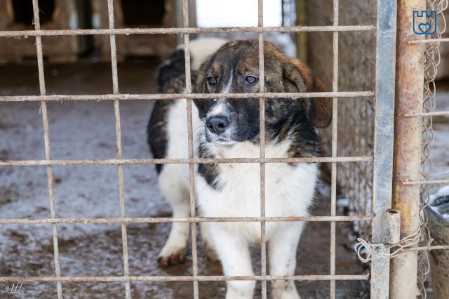 Adăpostul de câini al Sucevei rămâne fără administrare în prag de iarnă