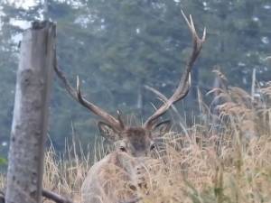 Boncănitul cerbului, unul dintre cele mai impresionante spectacole ale toamnei, la Brodina