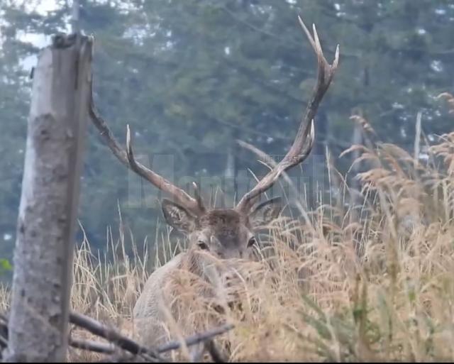 Boncănitul cerbului, unul dintre cele mai impresionante spectacole ale toamnei, la Brodina