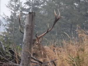 Boncănitul cerbului, unul dintre cele mai impresionante spectacole ale toamnei, la Brodina
