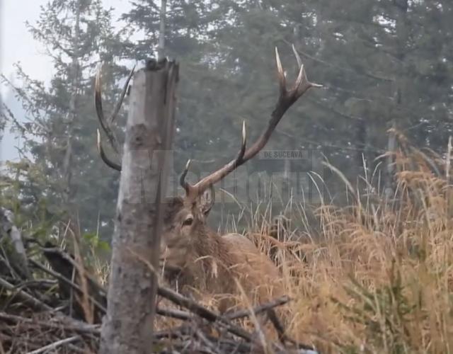 Boncănitul cerbului, unul dintre cele mai impresionante spectacole ale toamnei, la Brodina