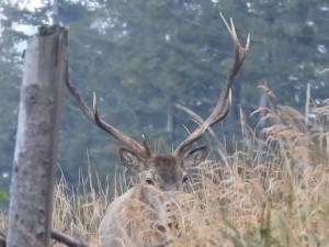 Boncănitul cerbului, unul dintre cele mai impresionante spectacole ale toamnei, la Brodina