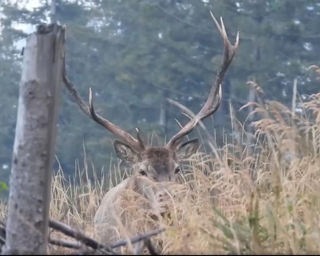 Boncănitul cerbului, unul dintre cele mai impresionante spectacole ale toamnei, la Brodina