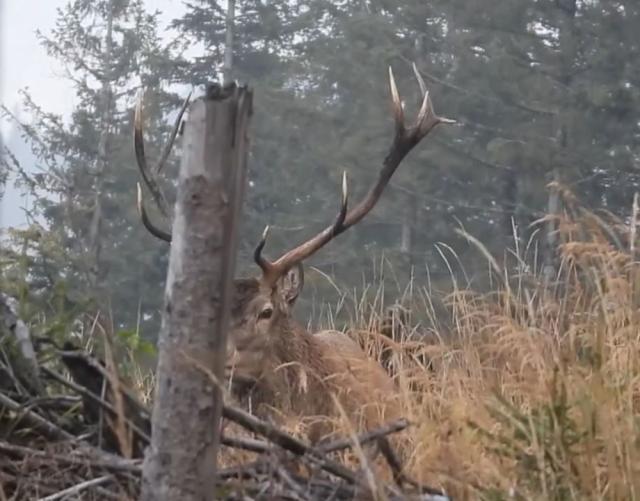 Boncănitul cerbului, unul dintre cele mai impresionante spectacole ale toamnei, la Brodina