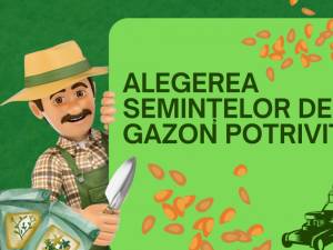 Alegerea semințelor de gazon potrivite