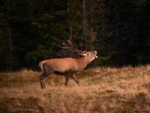 ”Glasul pădurii” - Mihnea Tăutu Premiul II - Secțiunea Wildlife