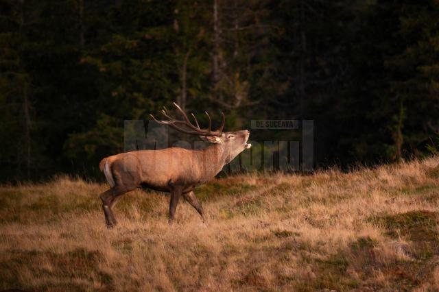 ”Glasul pădurii” - Mihnea Tăutu Premiul II - Secțiunea Wildlife