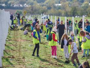 Perdea de arbori plantată la Mitocul Dragomirnei, cu ajutorul a 350 de voluntari