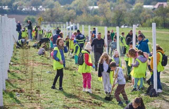 Perdea de arbori plantată la Mitocul Dragomirnei, cu ajutorul a 350 de voluntari