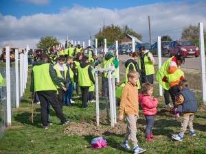 Perdea de arbori plantată la Mitocul Dragomirnei, cu ajutorul a 350 de voluntari