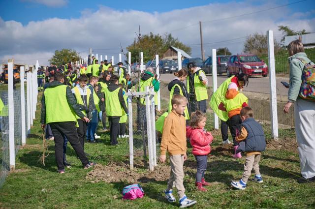 Perdea de arbori plantată la Mitocul Dragomirnei, cu ajutorul a 350 de voluntari