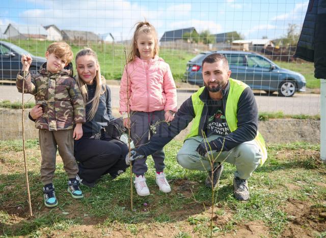 Perdea de arbori plantată la Mitocul Dragomirnei, cu ajutorul a 350 de voluntari