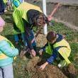 Perdea de arbori plantată la Mitocul Dragomirnei, cu ajutorul a 350 de voluntari