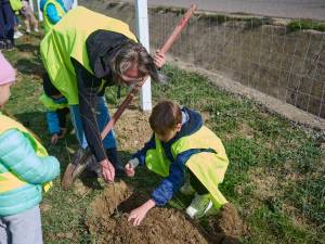 Perdea de arbori plantată la Mitocul Dragomirnei, cu ajutorul a 350 de voluntari