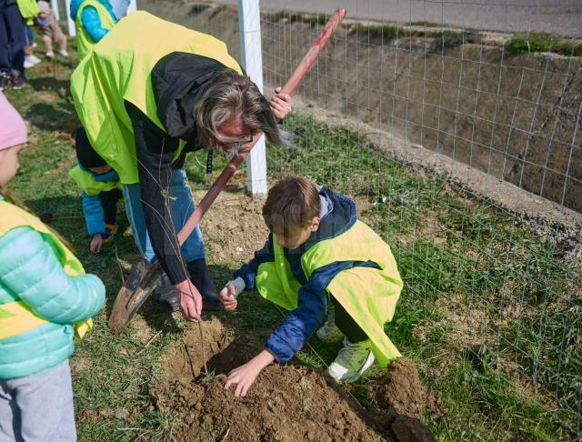 Perdea de arbori plantată la Mitocul Dragomirnei, cu ajutorul a 350 de voluntari