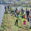 Perdea de arbori plantată la Mitocul Dragomirnei, cu ajutorul a 350 de voluntari