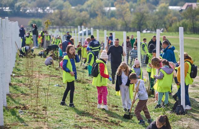 Perdea de arbori plantată la Mitocul Dragomirnei, cu ajutorul a 350 de voluntari