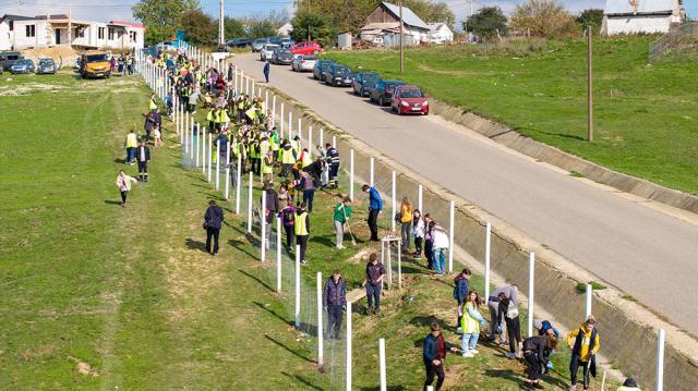 Plantare de arbori cu peste 350 de voluntari la Mitocu Dragomirnei