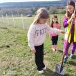 Plantare de arbori cu peste 350 de voluntari la Mitocu Dragomirnei