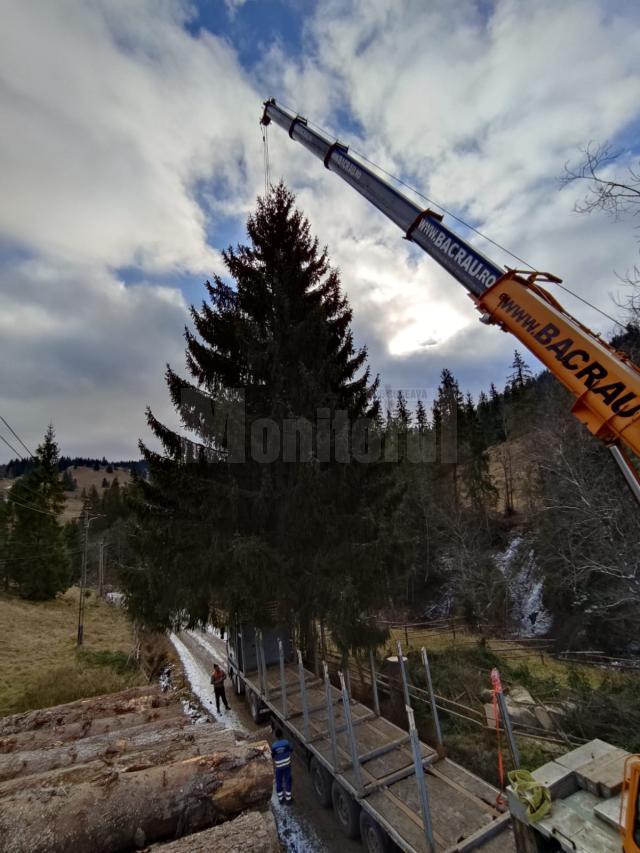 Uriaș exemplar de molid, de 29 de metri lungime, furnizat de la Ocolul Silvic Breaza pentru a fi montat în centrul Sucevei