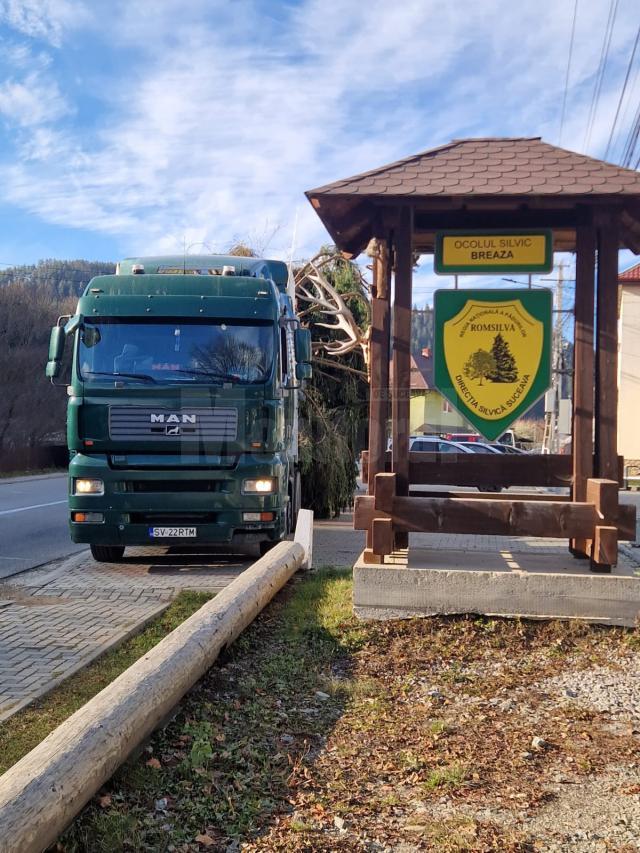 Uriaș exemplar de molid, de 29 de metri lungime, furnizat de la Ocolul Silvic Breaza pentru a fi montat în centrul Sucevei