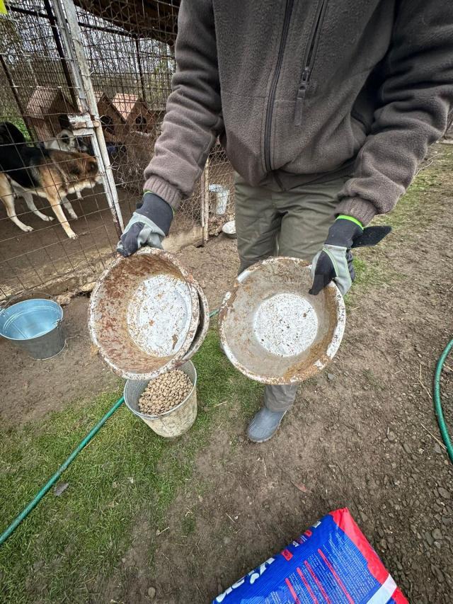 Amplă acțiune de igienizare la adăpostul de câini al orașului.