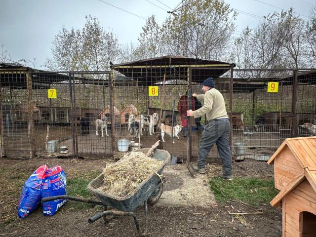 Amplă acțiune de igienizare la adăpostul de câini al orașului.