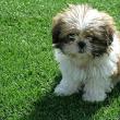 Paradă inedită a cățeilor din rasa Shih Tzu, la Casa de Cultură a Sindicatelor Suceava, de ...