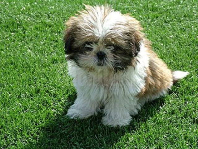 Paradă inedită a cățeilor din rasa Shih Tzu, la Casa de Cultură a Sindicatelor Suceava, de Moș Nicolae