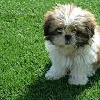 Paradă inedită a cățeilor din rasa Shih Tzu, la Casa de Cultură a Sindicatelor Suceava, de ...