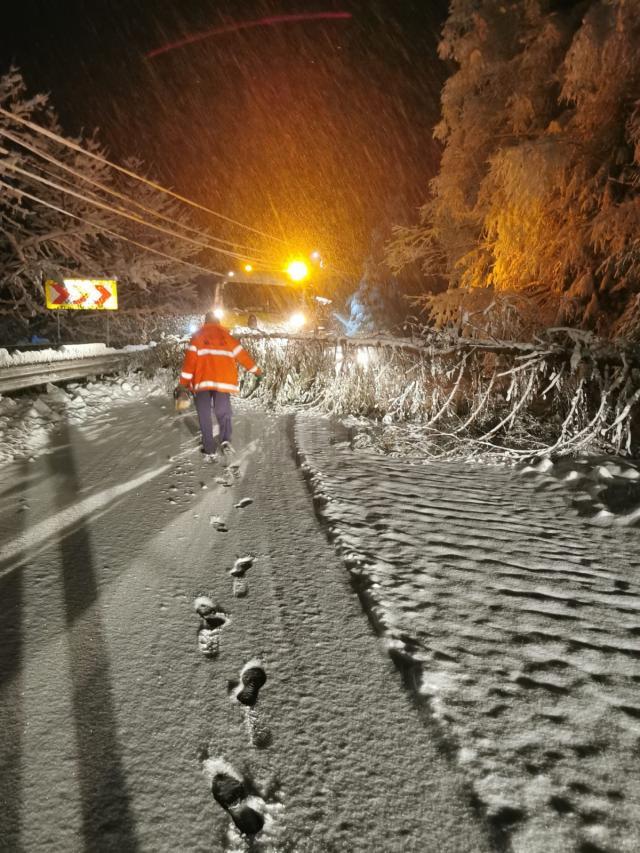 Copaci căzuți pe mai multe drumuri naționale din cauza greutății zăpezii. Circulația rutieră se desfășoară fără blocaje, în condiții de iarnă