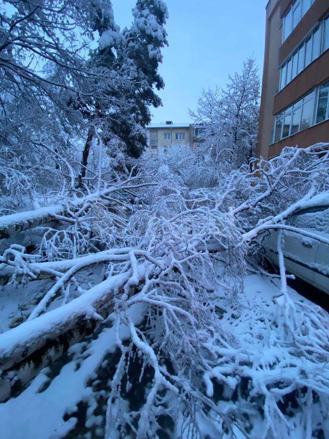 Zăpada apoasă și grea căzută noaptea trecută a rupt crengi și copaci și a dus la avarierea unor mașini