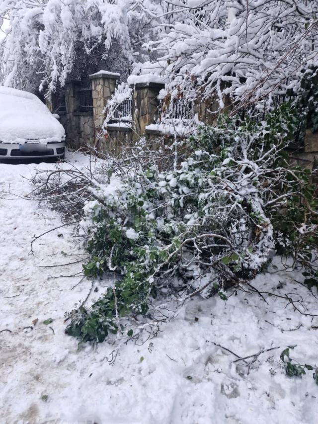 Zăpada apoasă și grea căzută noaptea trecută a rupt crengi și copaci și a dus la avarierea unor mașini