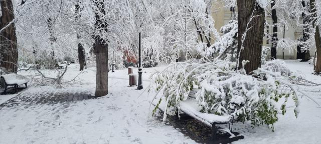 Zăpada apoasă și grea căzută noaptea trecută a rupt crengi și copaci și a dus la avarierea unor mașini