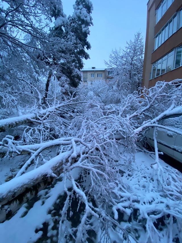 Arbori rupți, crengi căzute și mașini avariate, din cauza greutății zăpezii