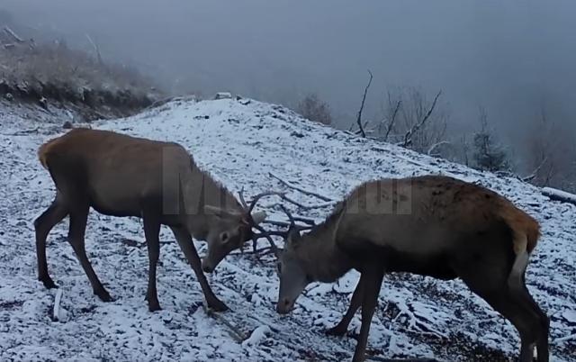 Confruntare cerbi la OS Broșteni