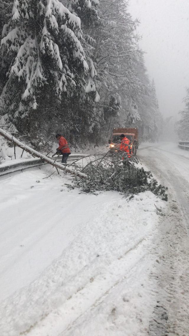 Traficul pe DN 17B în zona Călinești - Chiril a fost blocat timp de o oră după ce un copac a căzut peste o linie electrică